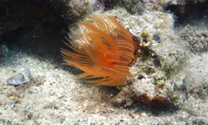 Stekfoto